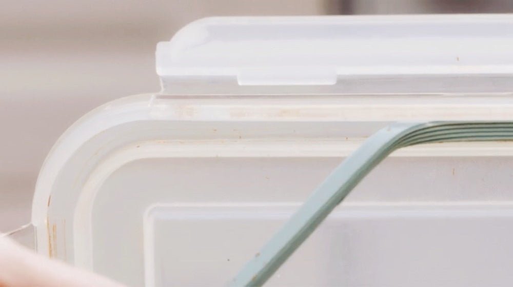 Moldy Lunchbox? Here’s What to Do - innobaby